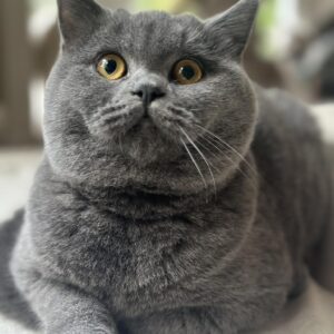 Premium Male British Shorthair Kitten