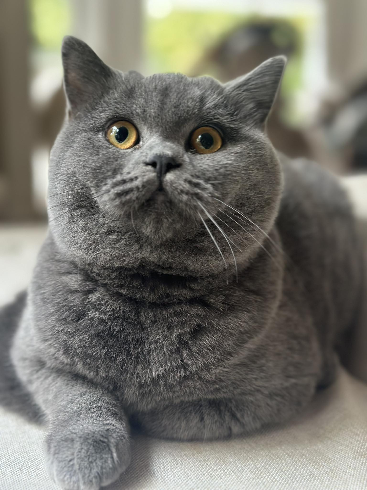 Premium Male British Shorthair Kitten