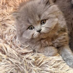 Premium Female British Shorthair Kitten