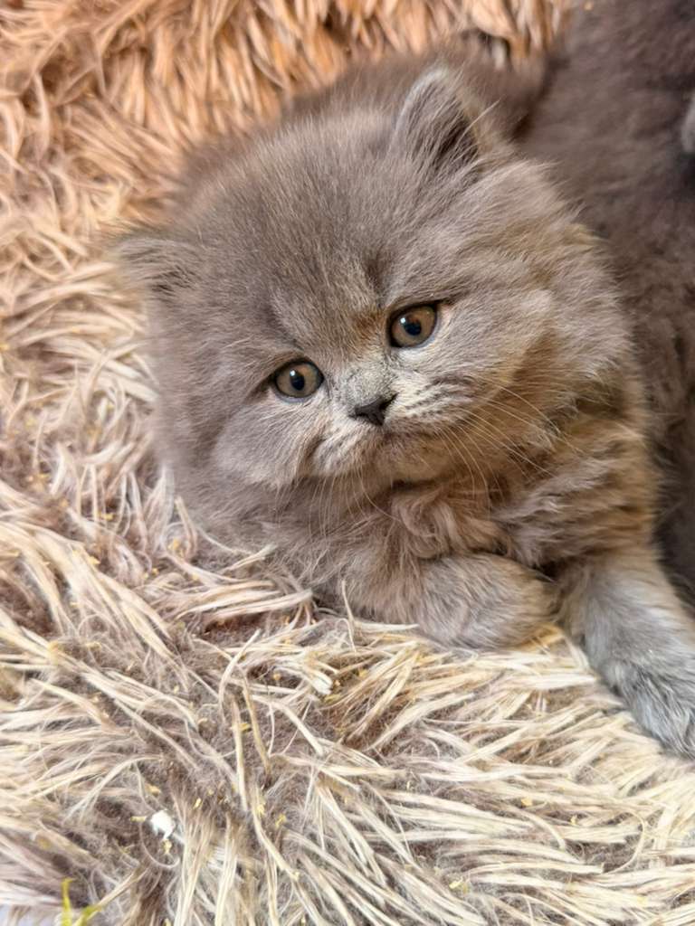 Premium Female British Shorthair Kitten