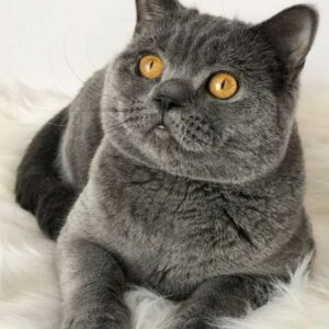 Premium Male British Shorthair Kitten