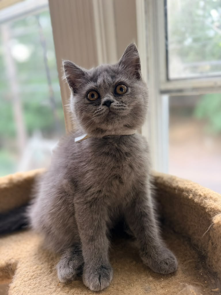 Henry British short hair, Male DOB 03.30.26