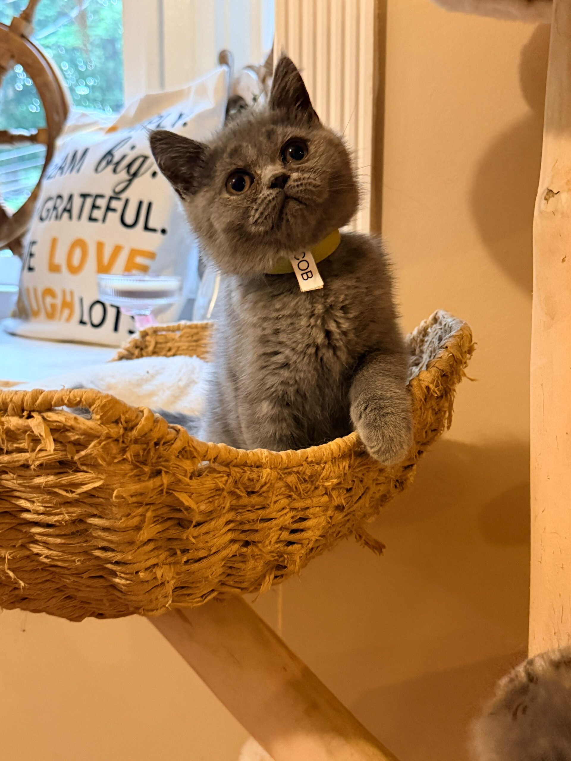 Jacob British short hair, Male DOB 03.30.26