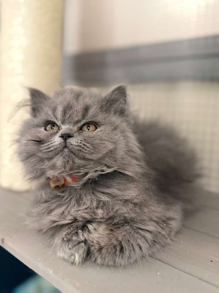 British hair Female Chloe DOB 03.30.26
