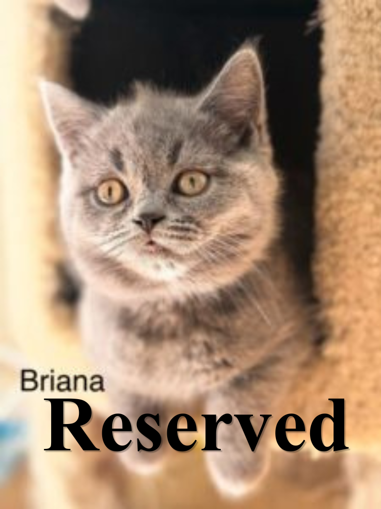 British short hair, Female Briana DOB 03.30.26
