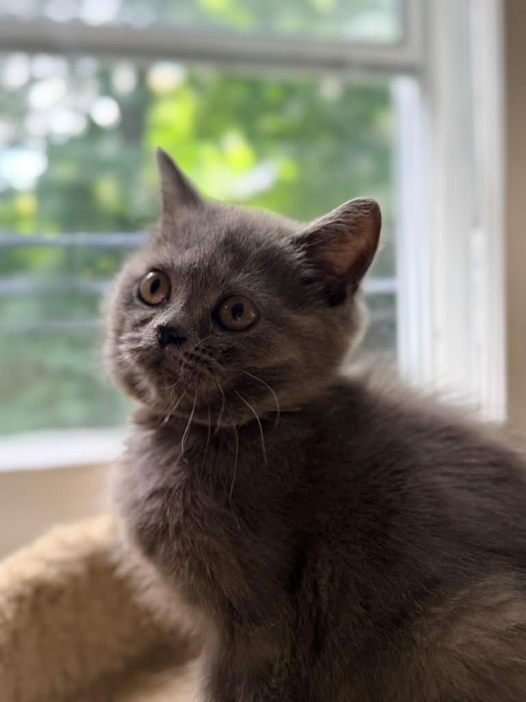 Alice British short hair, Female Queen DOB 03.30.26