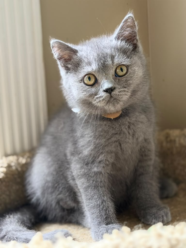 Isaac British short hair, Male DOB 03.30.26