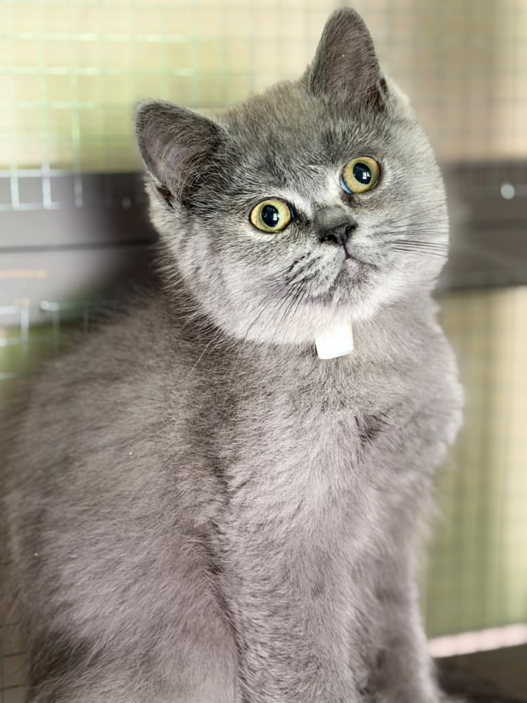 David British short hair, Male DOB 03.30.26