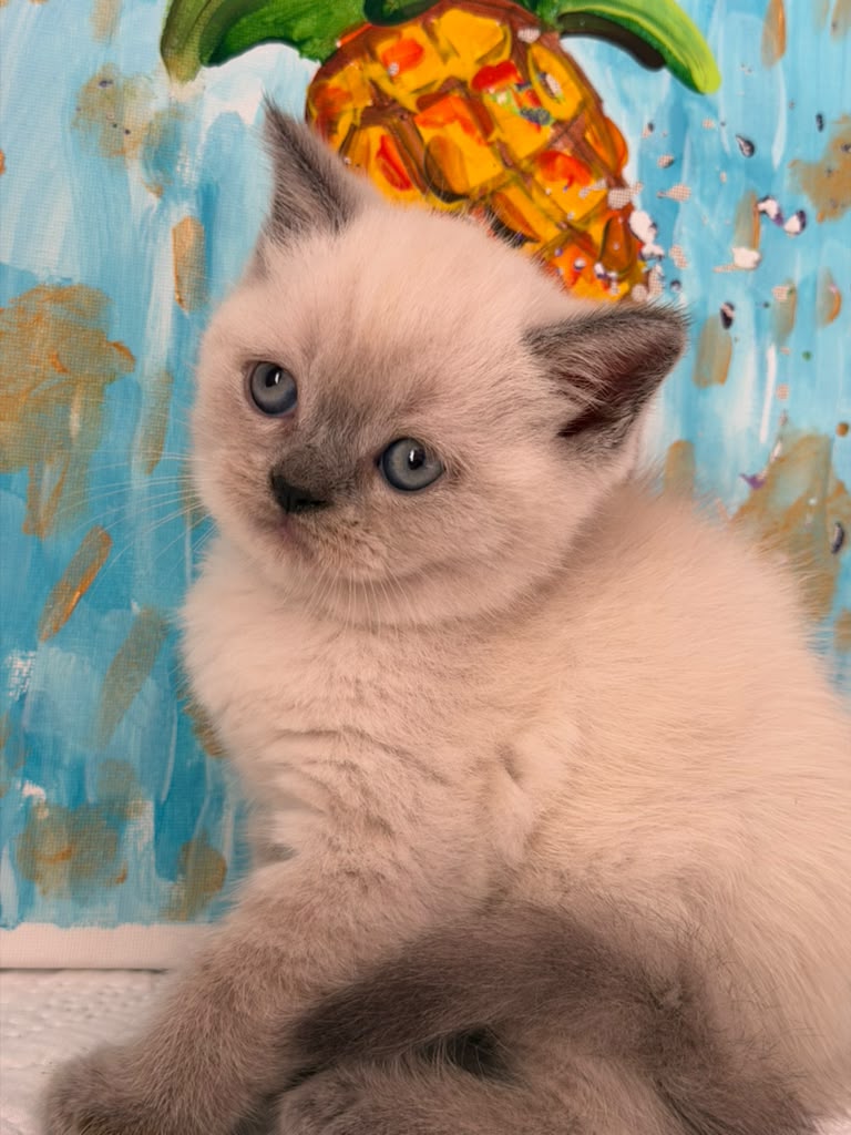 💙 Blue Point British Shorthair Kittens – Male & Female  DOB 06.02.26 Available for Reservation 💙