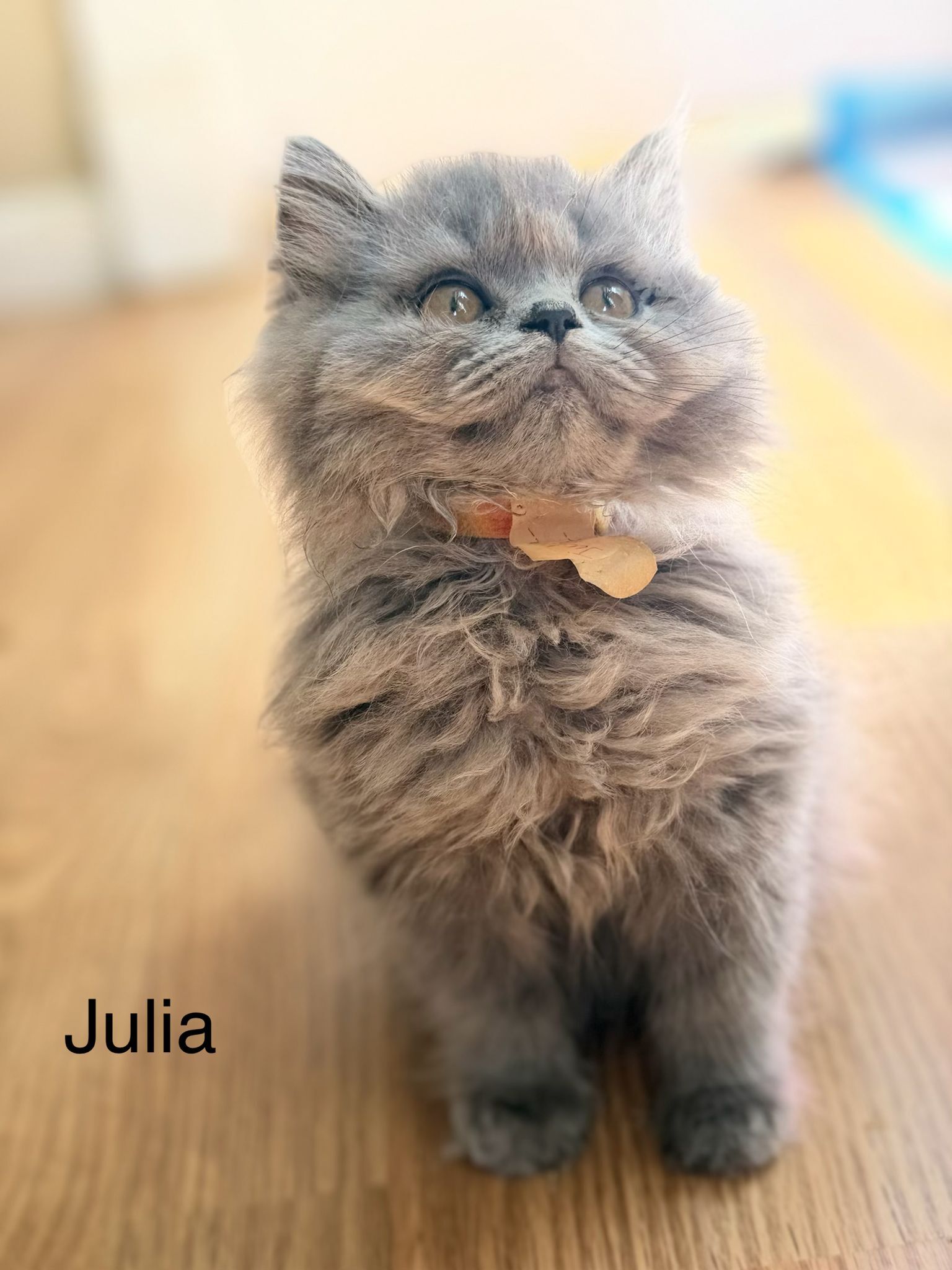 British long hair, Julia DOB 03.30.26