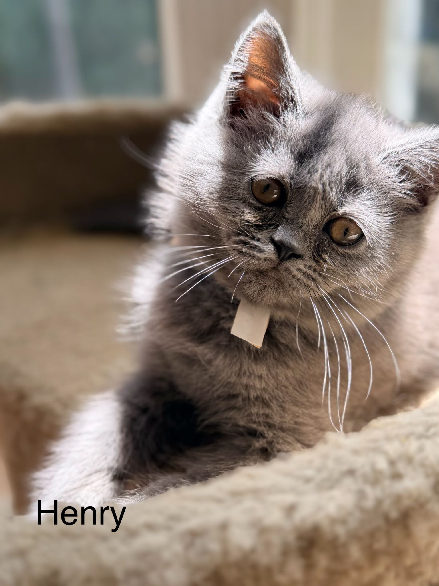 British short hair, Male Hanry DOB 03.30.26