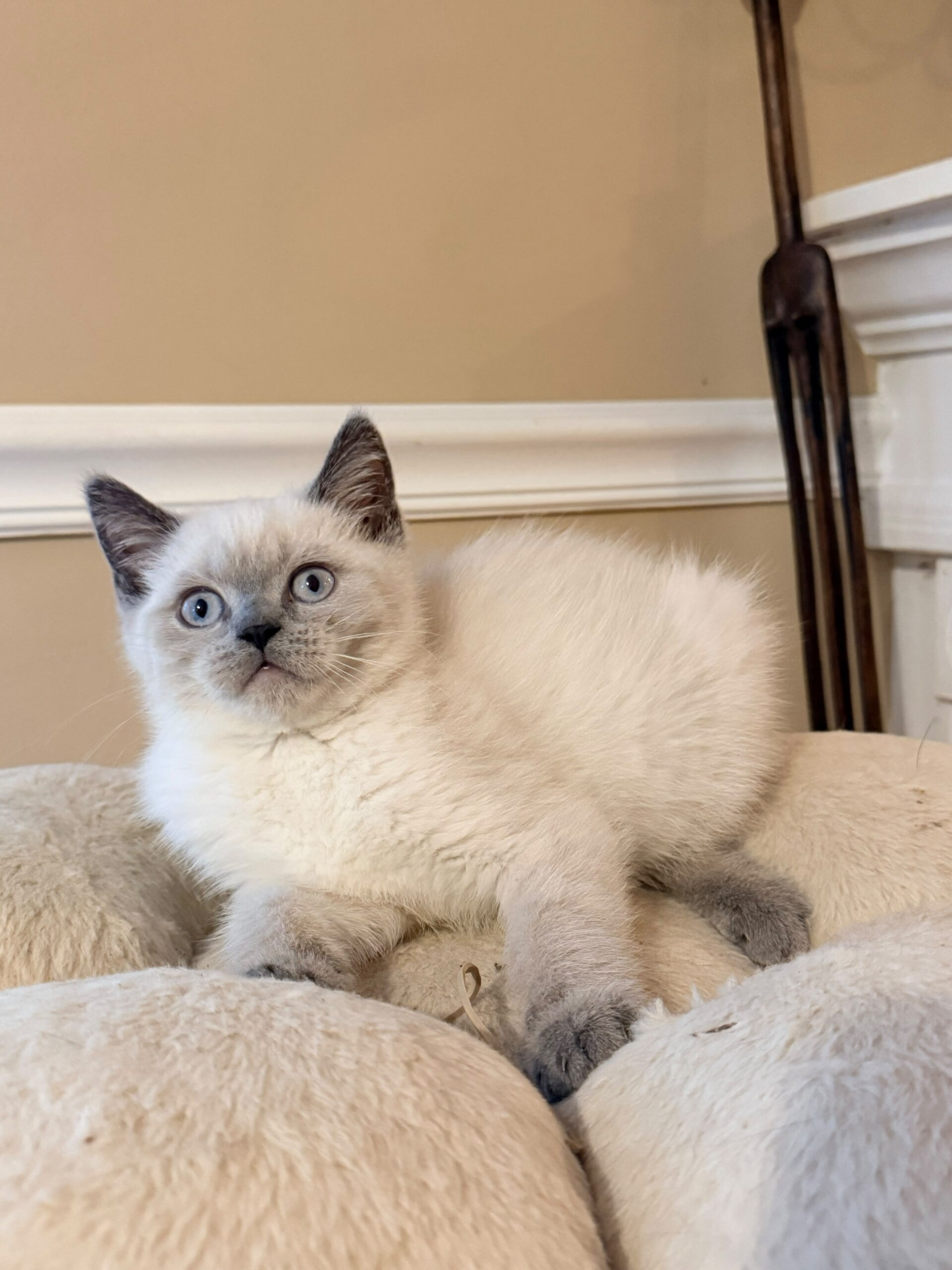 Mr. White — Male Date of Birth: June 15, 2026