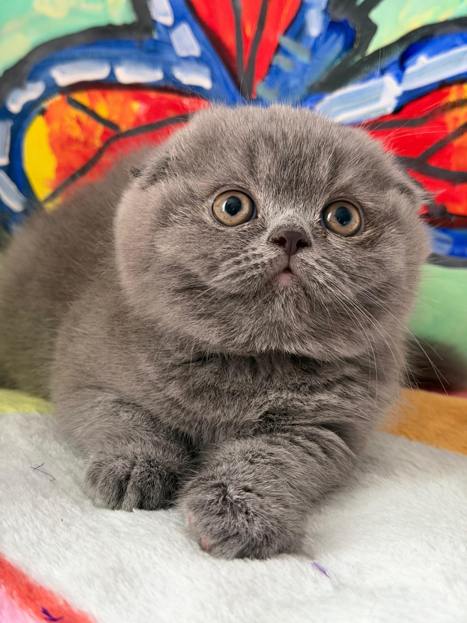 🐾 Adorable Scottish Fold Female Kitten Available 🐾